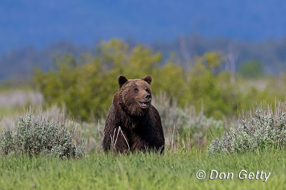 Grizzly Bear