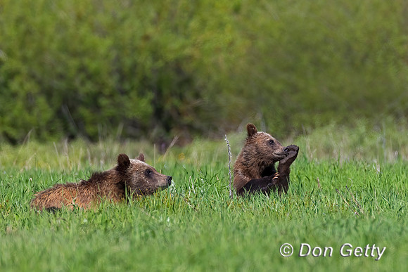 Grizzly Bear