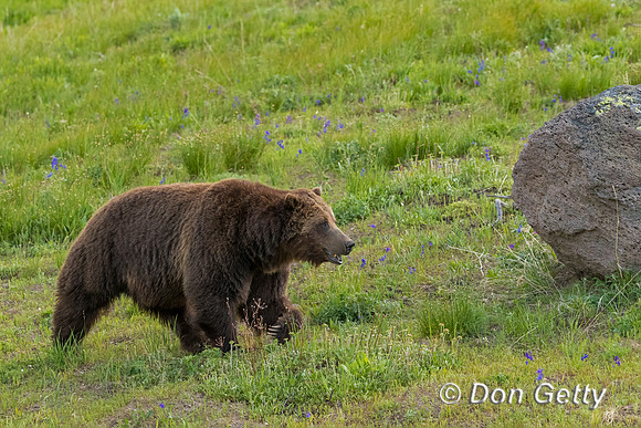 Grizzly Bear