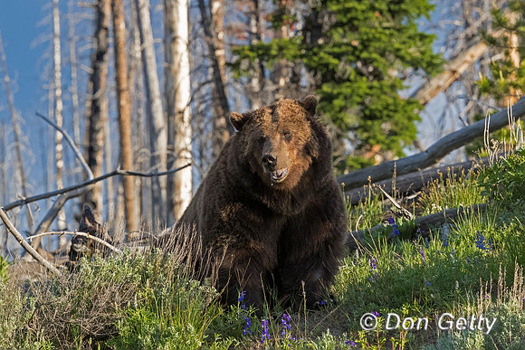 Grizzly Bear