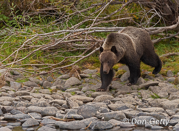 Grizzly Bear