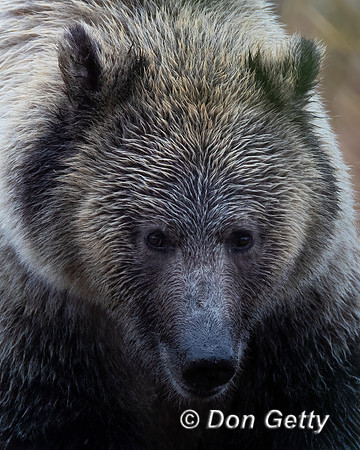 Grizzly Bear