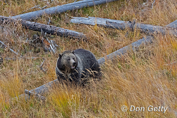 Grizzly Bear