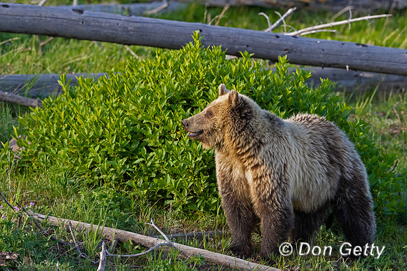 Grizzly Bear
