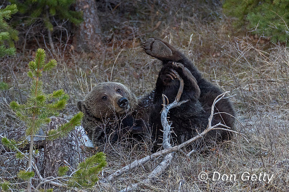 Grizzly Bear