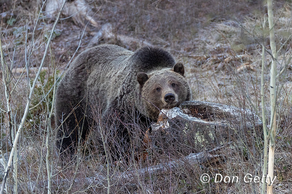 Grizzly Bear