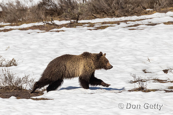 Grizzly Bear