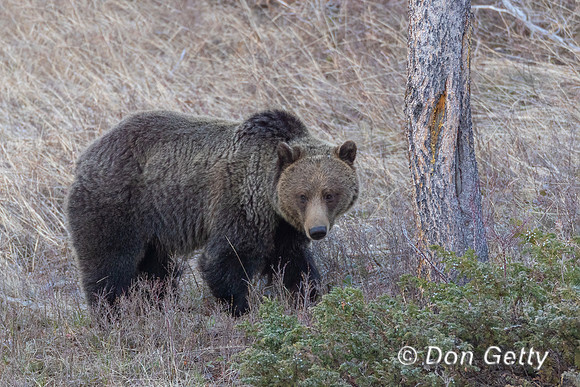 Grizzly Bear