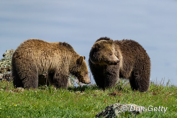 Grizzly Bear