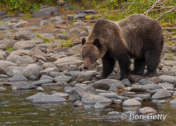 Grizzly Bear