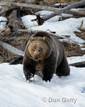 Grizzly Bear