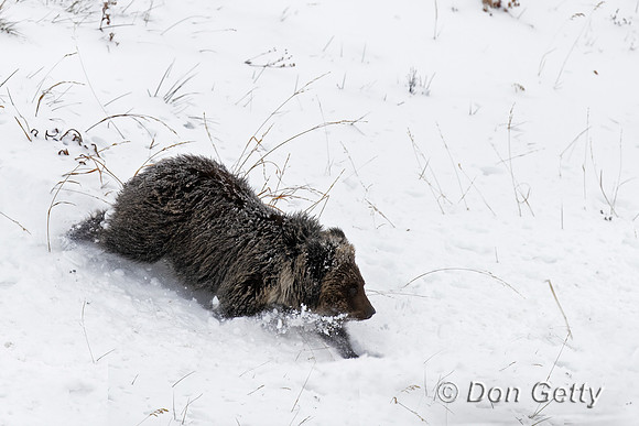 Grizzly Bear