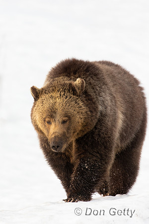 Grizzly Bear