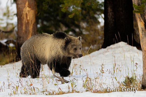 Grizzly Bear