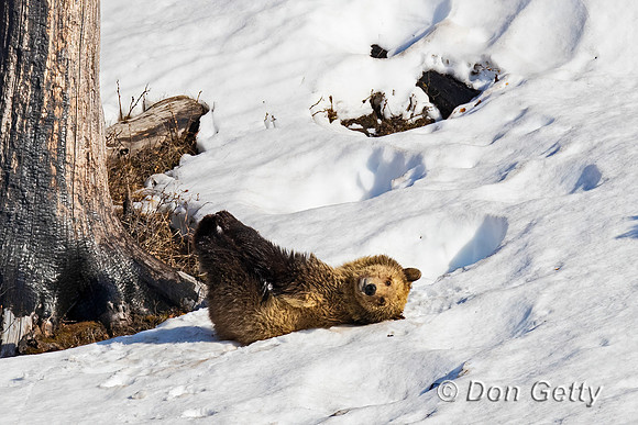Grizzly Bear