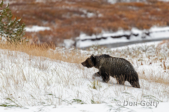 Grizzly Bear