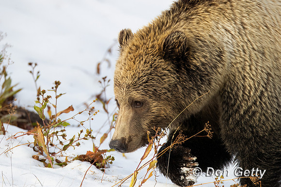 Grizzly Bear