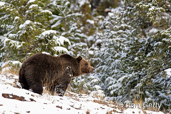 Grizzly Bear