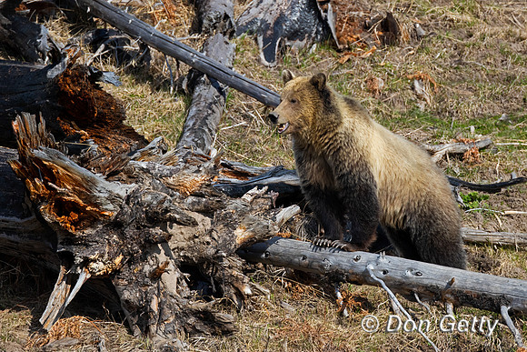 Grizzly Bear