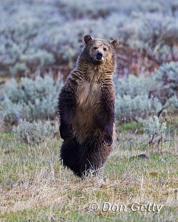 Grizzly Bear