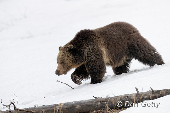 Grizzly Bear