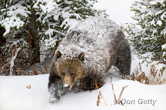 Grizzly Bear