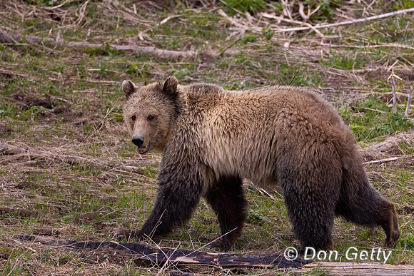 Grizzly Bear