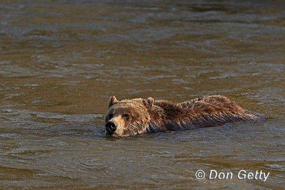 Grizzly Bear