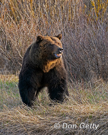 Grizzly Bear