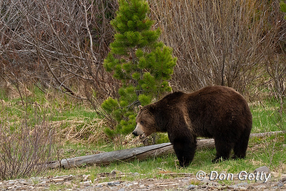 Grizzly Bear