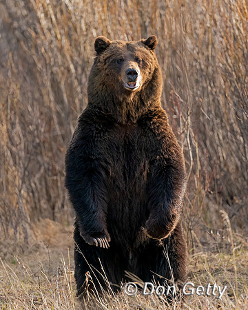 Grizzly Bear