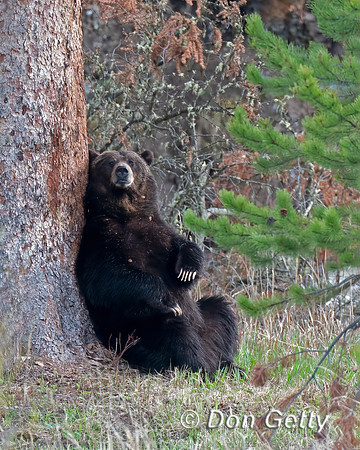 Grizzly Bear