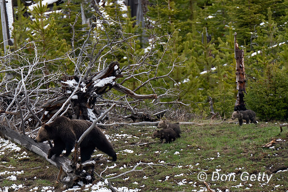 Grizzly Bear
