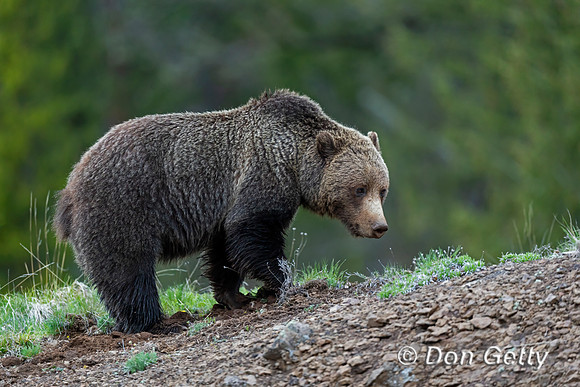 Grizzly Bear
