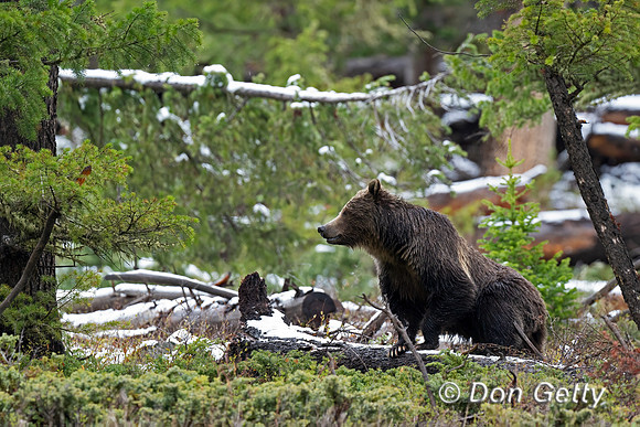 Grizzly Bear