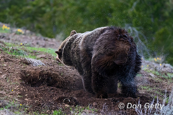 Grizzly Bear