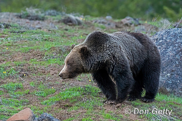 Grizzly Bear