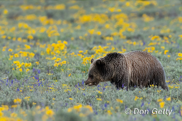 Grizzly Bear