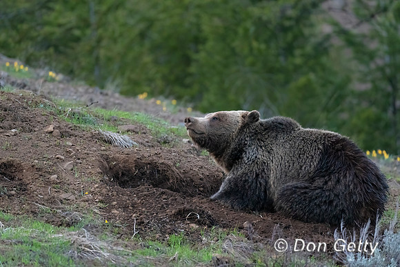 Grizzly Bear