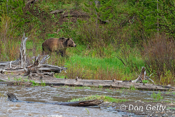 Grizzly Bear
