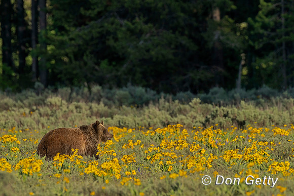 Grizzly Bear