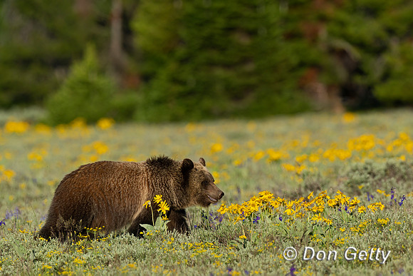 Grizzly Bear