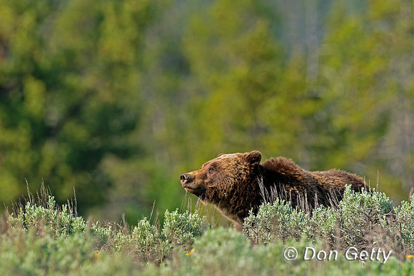 Grizzly Bear
