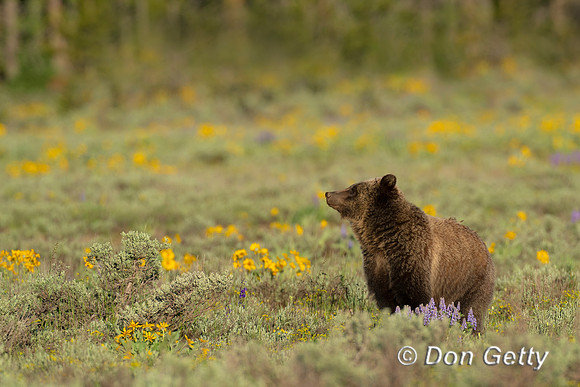 Grizzly Bear
