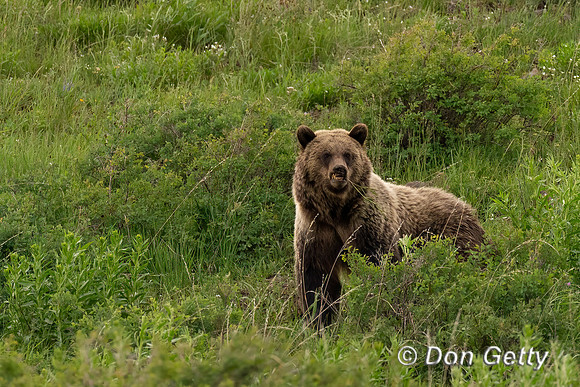 Grizzly Bear