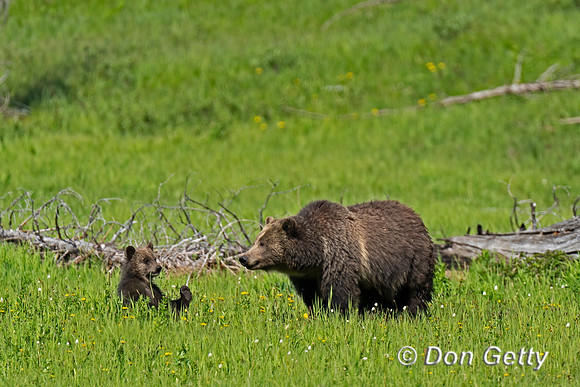 Grizzly Bear