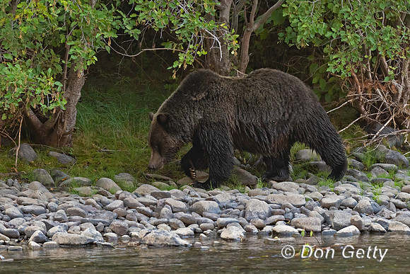 Grizzly Bear