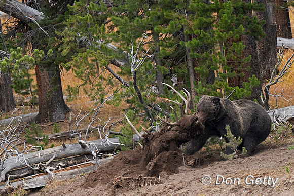 Grizzly Bear