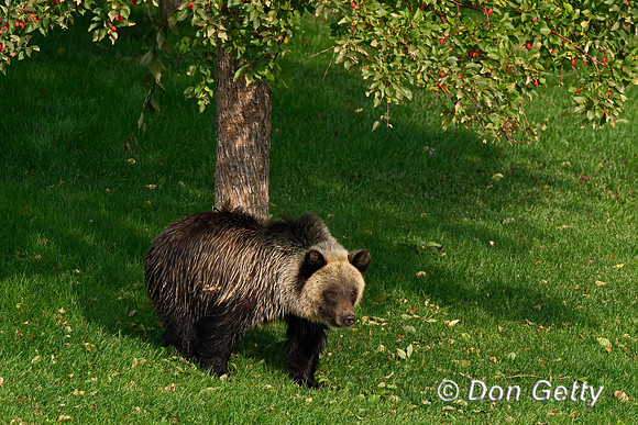 Grizzly Bear