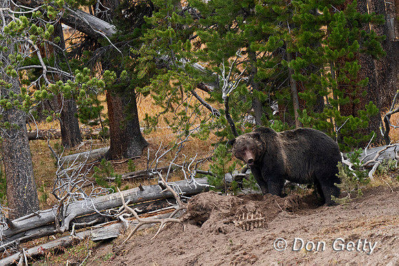 Grizzly Bear